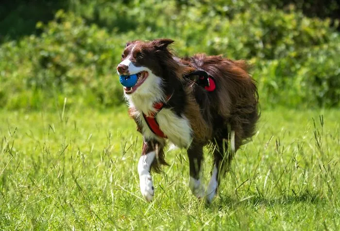 38 Dog Owners Share The Real Cons Of Having Them As Pets In This Online Thread