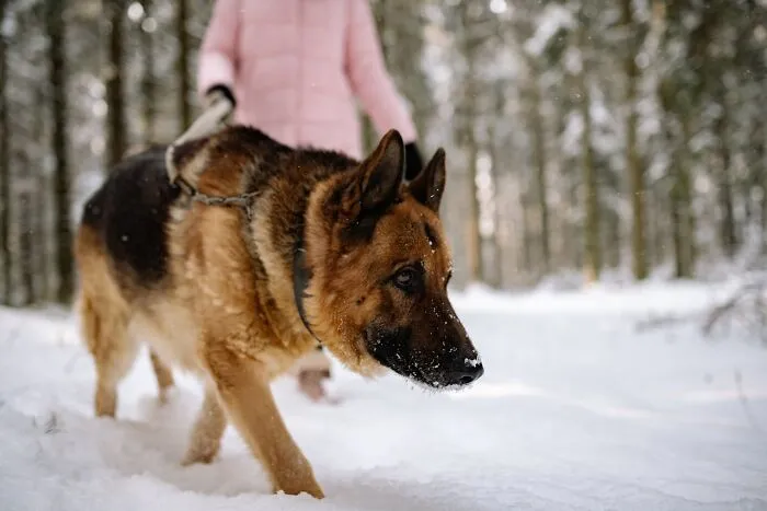 38 Dog Owners Share The Real Cons Of Having Them As Pets In This Online Thread