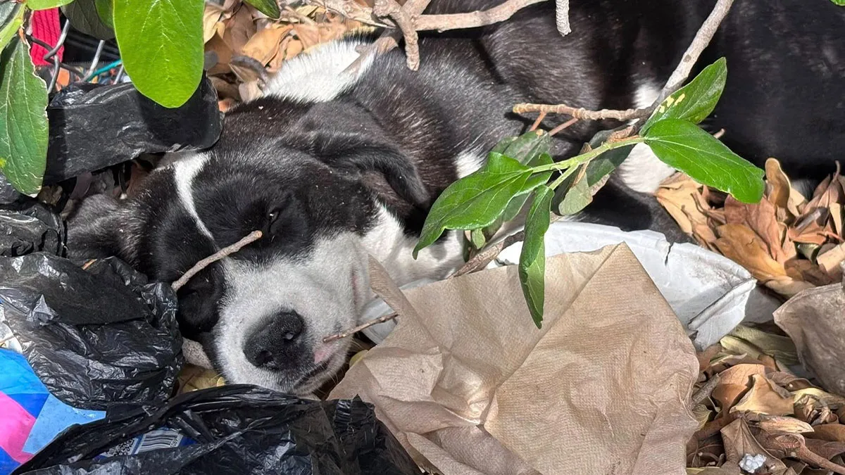 Injured Pup Left For Dead Gets New Lease On Life After Person Spots Her Sprawled Across Trash Pile