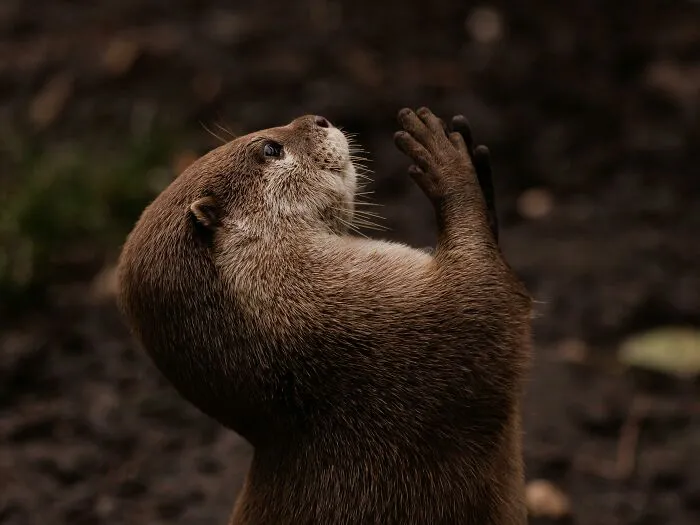 Otters : Water-Loving Companions With Ferret-Style Affection