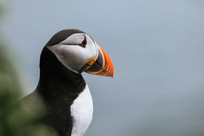 Puffins