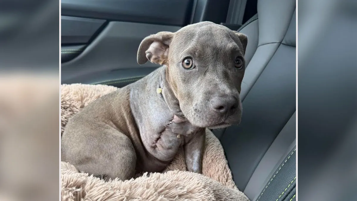 “Miracle” Puppy Surprises Everyone With Amazing Rebound After Traumatic Injury