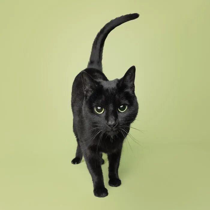 25 Expressive And Goofy Cats Photographed By Greg Murray