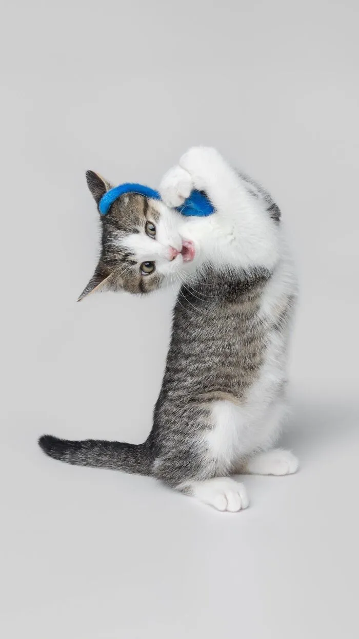 25 Expressive And Goofy Cats Photographed By Greg Murray