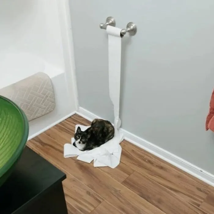 35 Fotos divertidas de gatos comportándose de forma muy rara