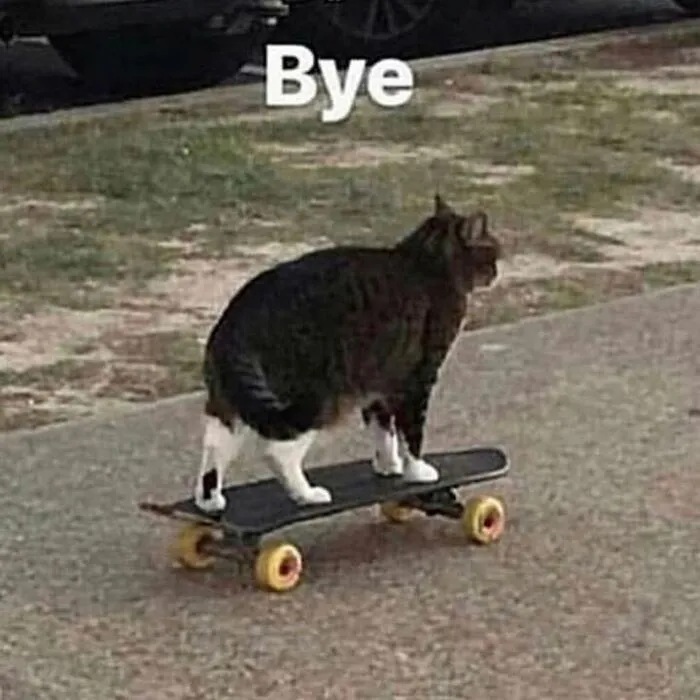 Gato divertido sobre patineta en calle, mostrando comportamiento muy raro y curioso en la vida cotidiana.