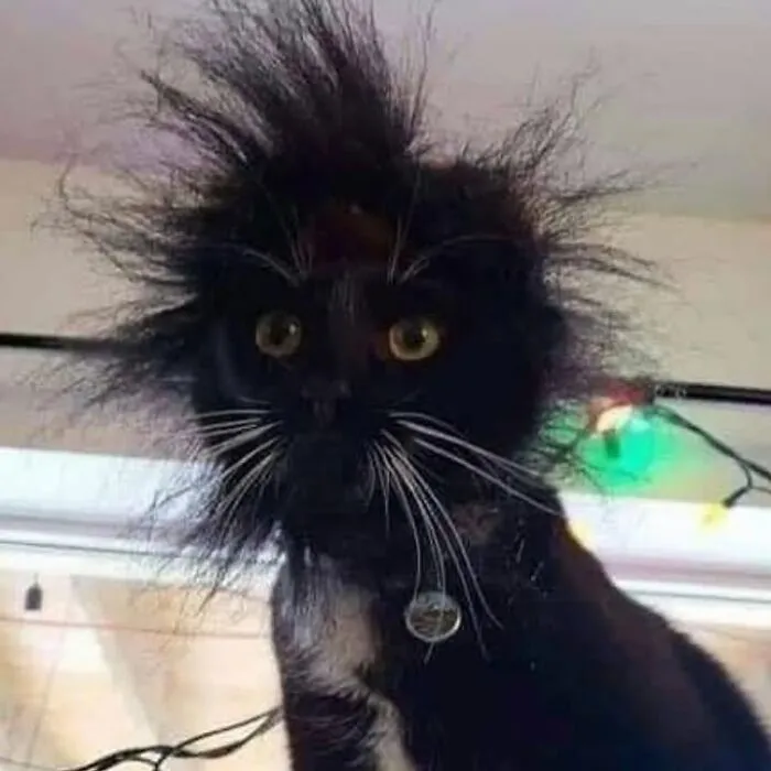 35 Fotos divertidas de gatos comportándose de forma muy rara