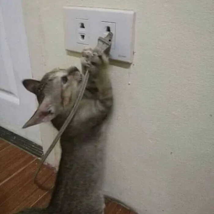 35 Fotos divertidas de gatos comportándose de forma muy rara