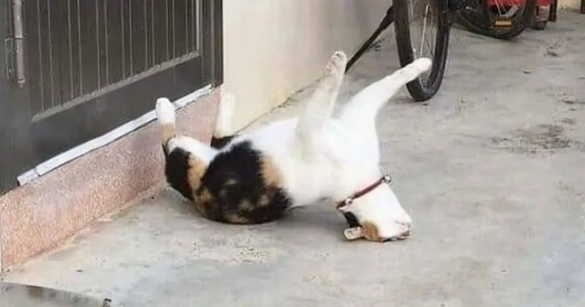 35 Fotos divertidas de gatos comportándose de forma muy rara