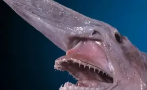 Reader’s Vote: What Is The Scariest Animal In The World?