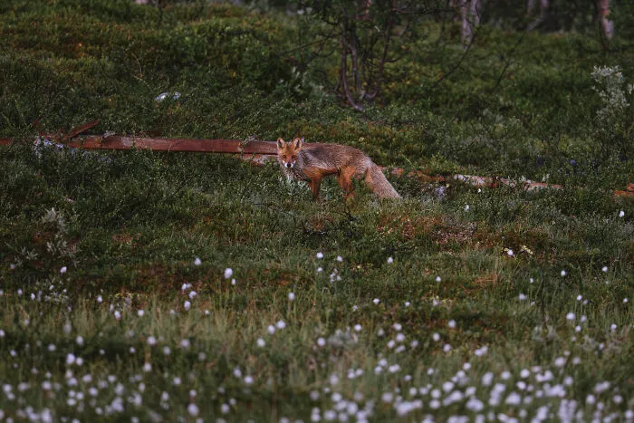 Red Fox
