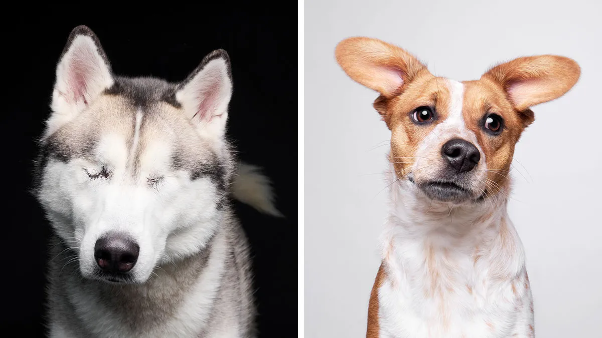I Took Wholesome Portraits Of 15 Rescue Dogs, And Here's The Result