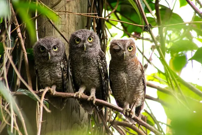 Owls 