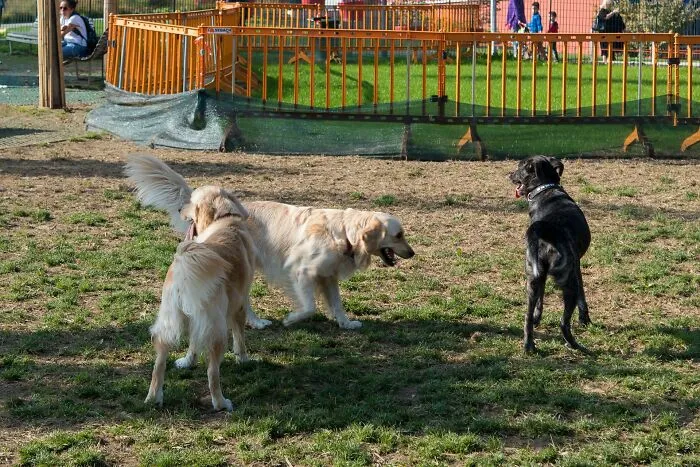 38 Dog Owners Share The Real Cons Of Having Them As Pets In This Online Thread