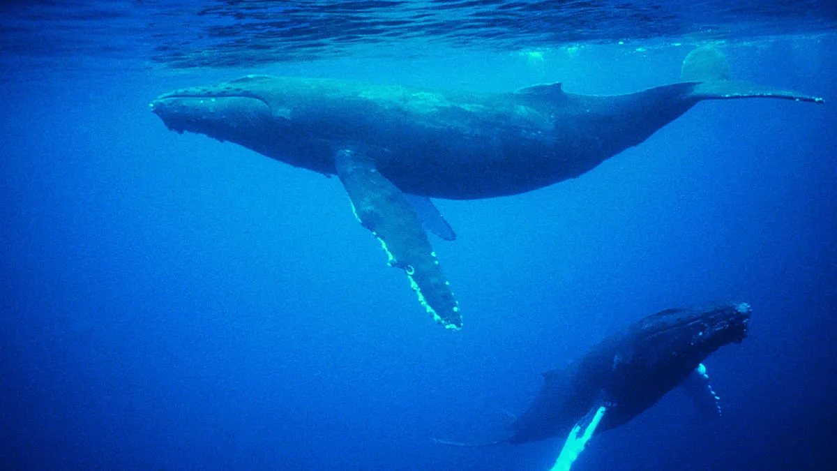 The Blue Whale's Song Is Growing Quieter, And The Explanation Is More Complicated Than Expected