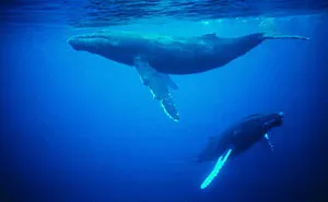 The Blue Whale's Song Is Growing Quieter, And The Explanation Is More Complicated Than Expected