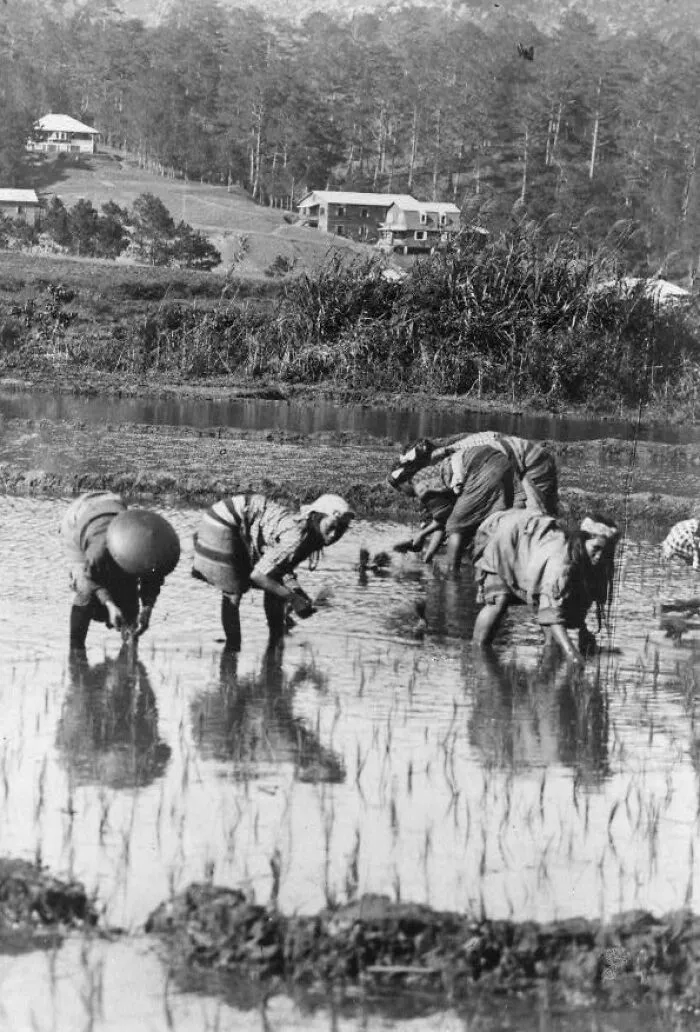 Filipinos Planting Rice, Philippine Islands, Between 1890 And 1925