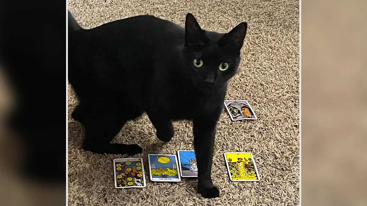 Woman Adopts Cat Who Was Returned Twice, Goes Viral After Learning His Incredible Hidden Talent