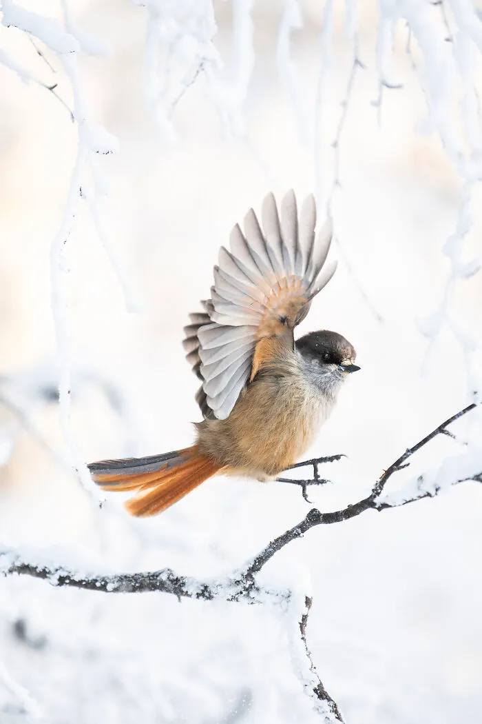 Siberian Jay