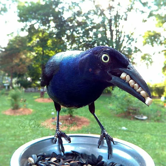 Woman Puts Camera On Bird Feeder In Her Yard To See Who Comes To Visit (50 Best Pics)