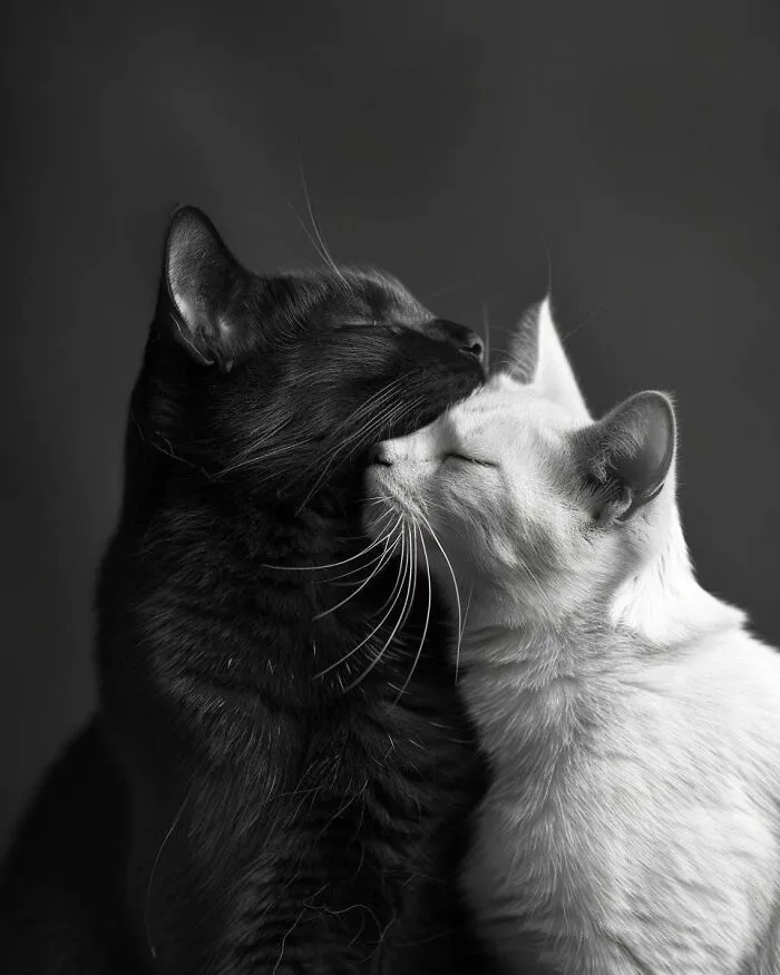 34 Gatos con «auras poderosas» retratados por sus dueños
