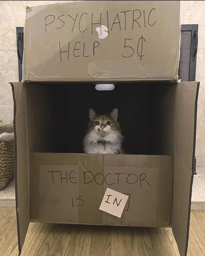 50 Pics Of ‘Cats With Jobs’ That Prove There Isn’t Anything Felines Can’t Do (New Pics)