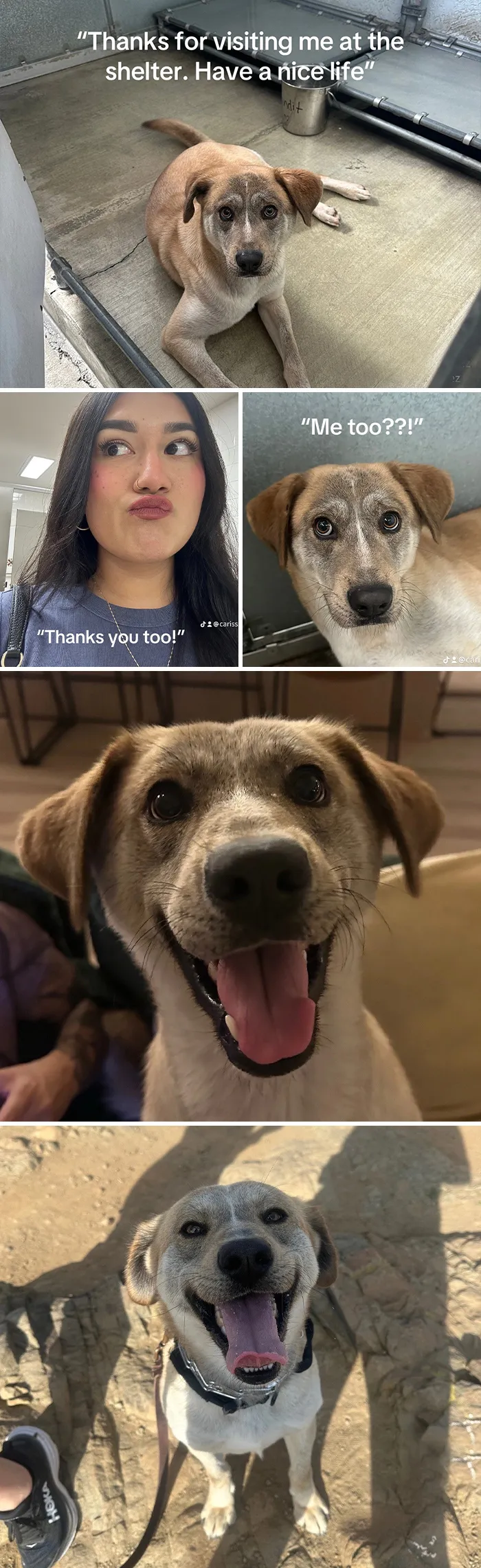 This New Trend Has People Sharing Their Tearjerking Pet Adoption Stories And These 50 Made Us Cry