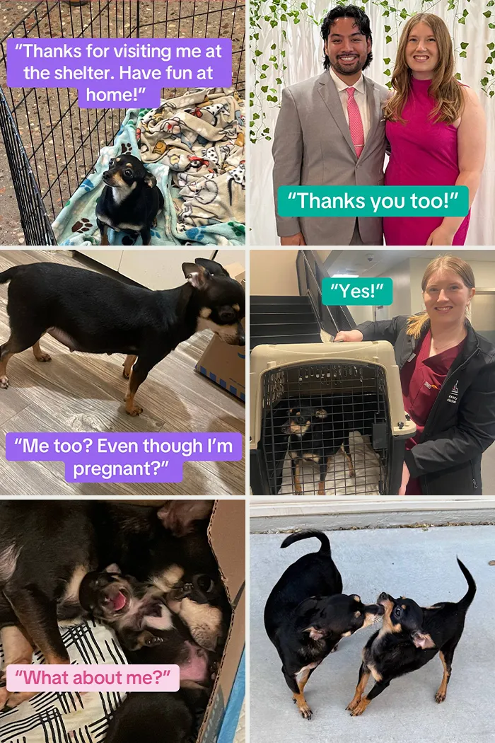Happy adoption moments of dogs and families celebrating new beginnings and joyful pet adoption stories.