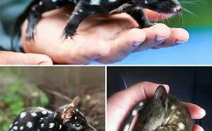 People Are Sharing The Most Unique, Strange And Unbelievable Animals That Actually Exist