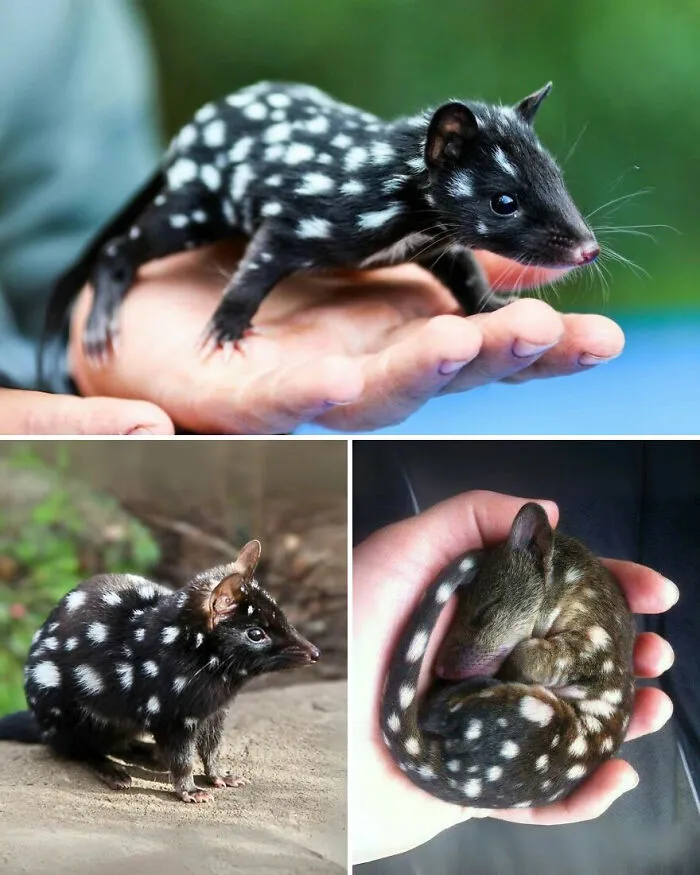 Tiger Quoll (Dasyurus Maculatus)