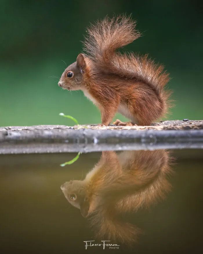 Red squirrel with bushy tail reflected in water, showcasing how respecting nature creates stunning photos.