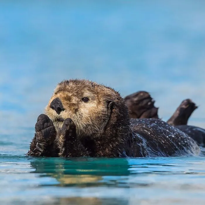 40 Mesmerizing Wildlife Photos From Around The Globe By Daniel Rosengren