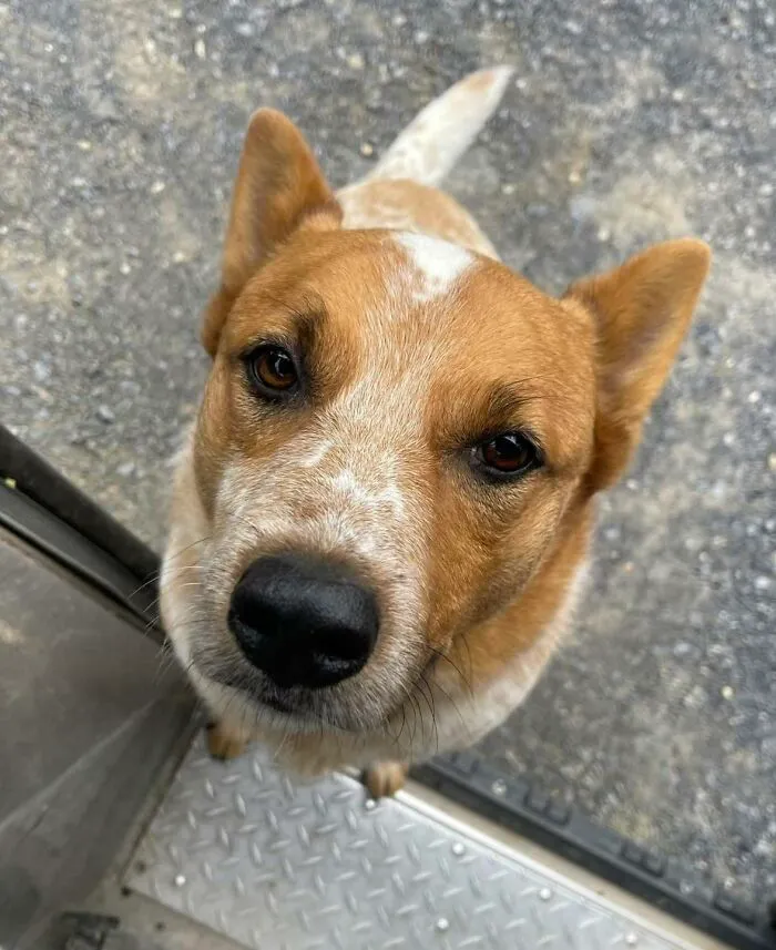 50 Of The Cutest Dogs And Other Pets UPS Drivers Met While On The Job (New Pics)