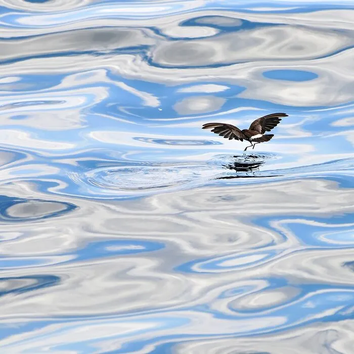 40 Mesmerizing Wildlife Photos From Around The Globe By Daniel Rosengren