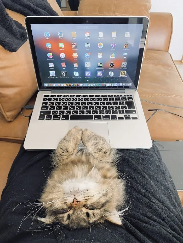 50 Pics Of ‘Cats With Jobs’ That Prove There Isn’t Anything Felines Can’t Do (New Pics)