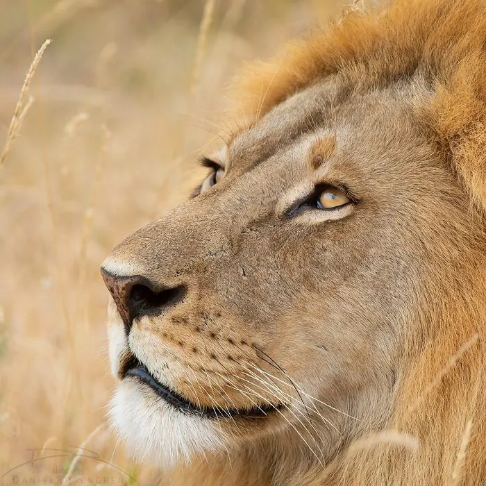 40 Mesmerizing Wildlife Photos From Around The Globe By Daniel Rosengren