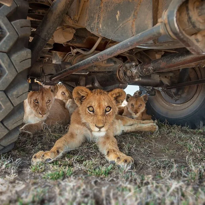 40 Mesmerizing Wildlife Photos From Around The Globe By Daniel Rosengren