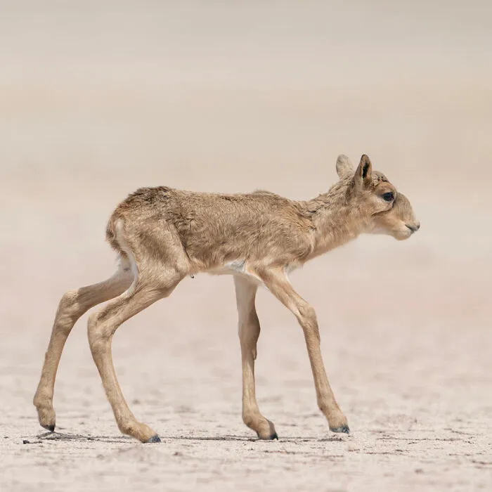 40 Mesmerizing Wildlife Photos From Around The Globe By Daniel Rosengren