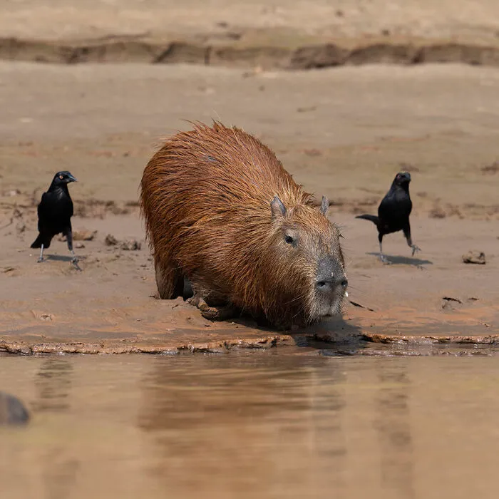 40 Mesmerizing Wildlife Photos From Around The Globe By Daniel Rosengren