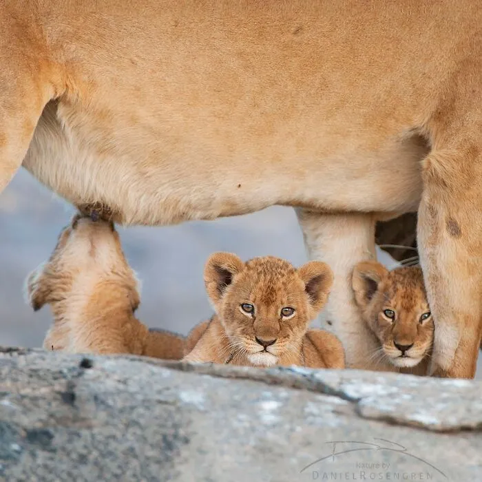 40 Mesmerizing Wildlife Photos From Around The Globe By Daniel Rosengren