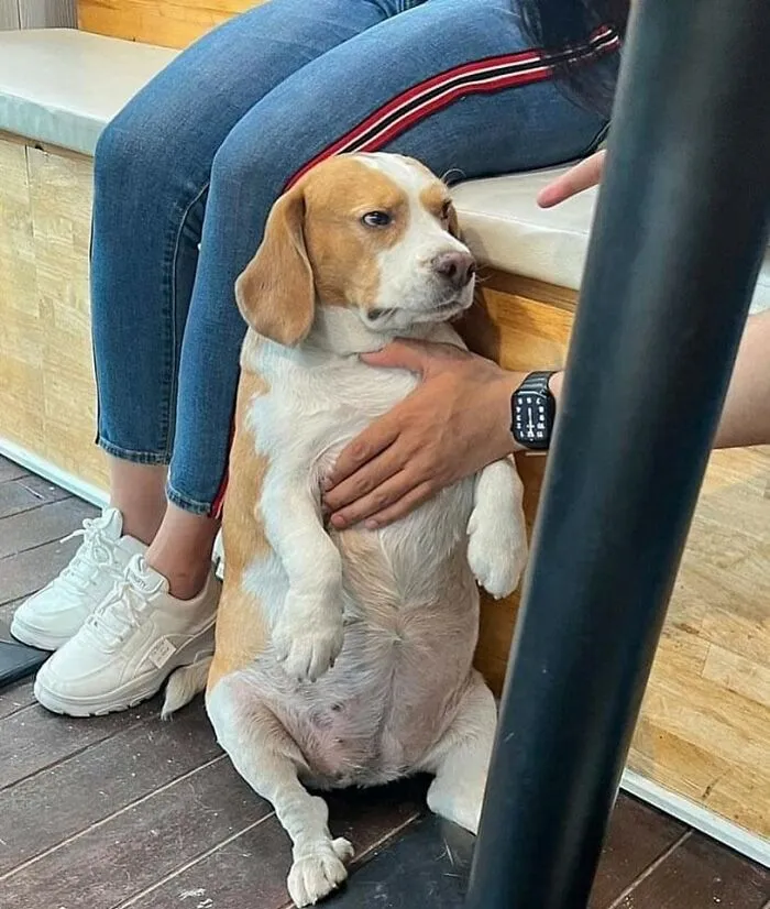 Beagle dog sitting upright with a person’s hand on its chest, showing one of the most hilarious and cute dog-themed moments.