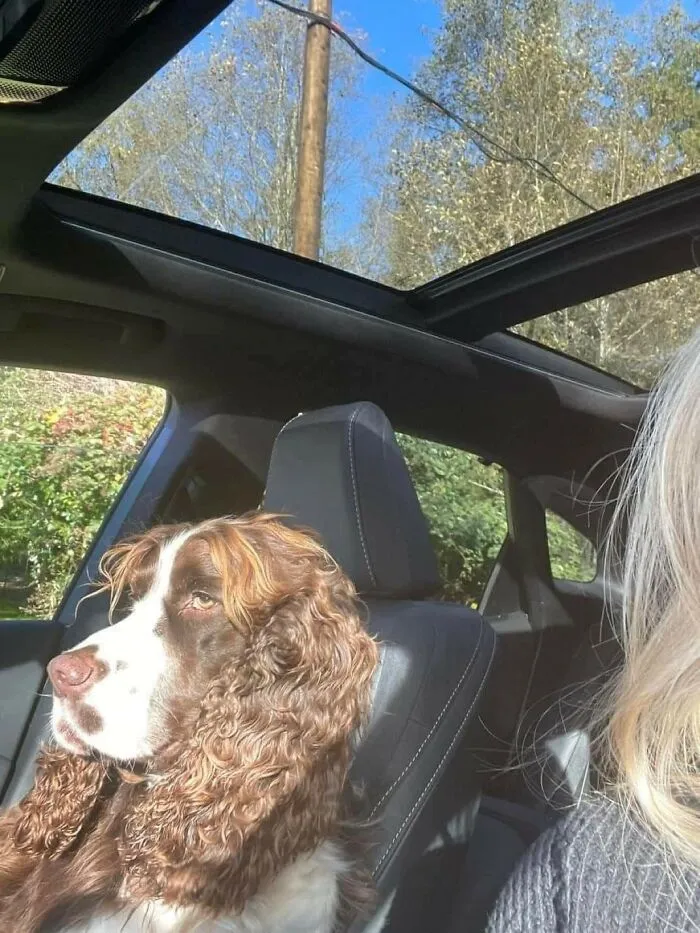 50 Hilarious Dog Moments Caught On Camera, As Shared By “Important Animal Images” (New Pics)