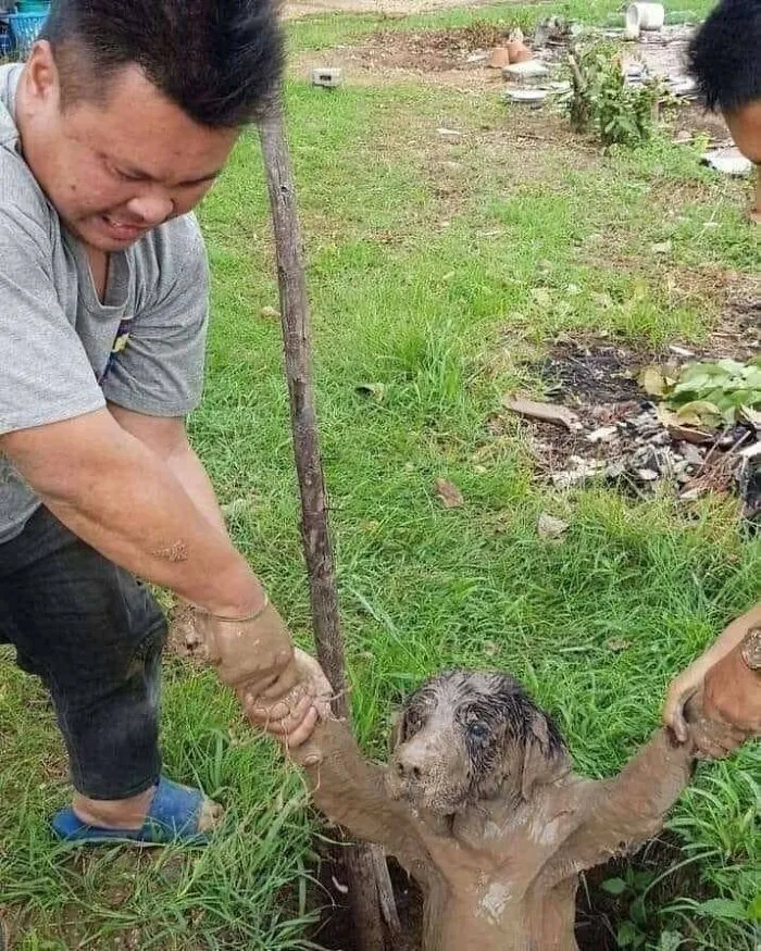Man rescuing a muddy dog stuck in a hole, showing a funny and cute dog-themed important animal image.