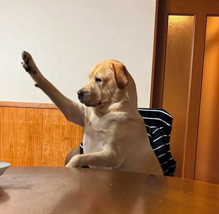 Labrador retriever dog sitting at table raising paw in a cute and funny dog-themed important animal image.