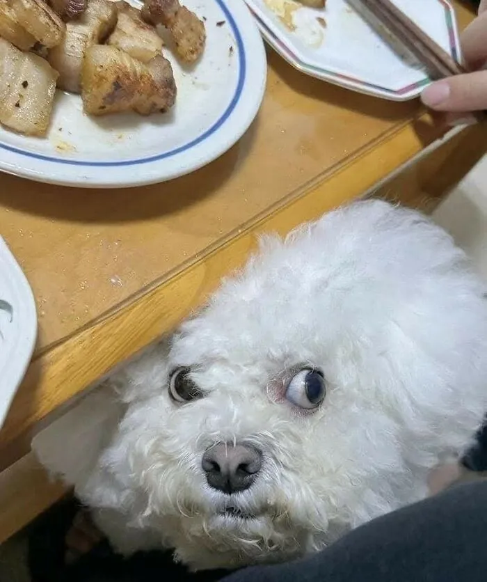 Fluffy white dog looking up from under a table near a plate of cooked meat, showcasing cute dog-themed animal imagery.