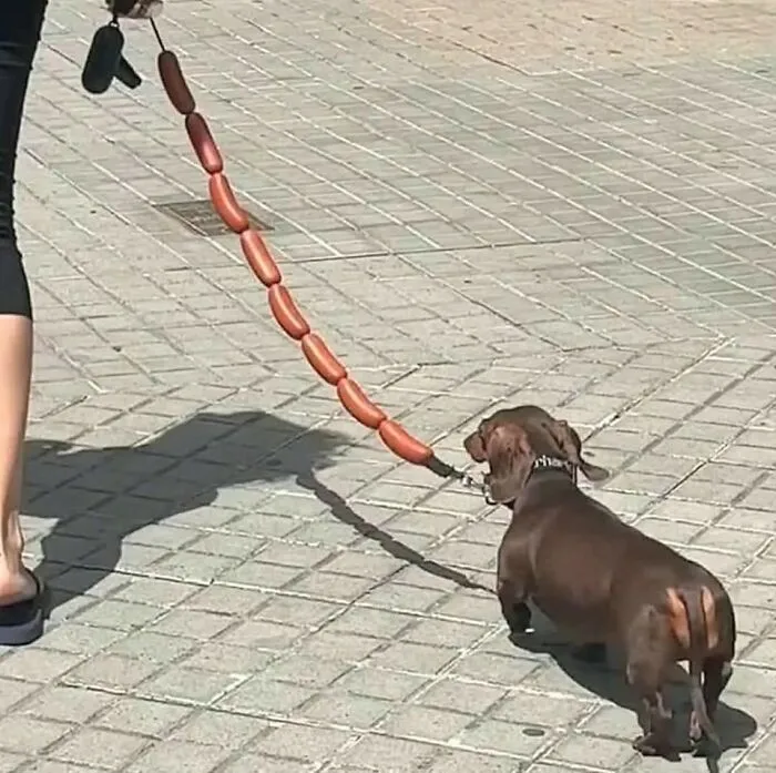 50 Hilarious Dog Moments Caught On Camera, As Shared By “Important Animal Images” (New Pics)