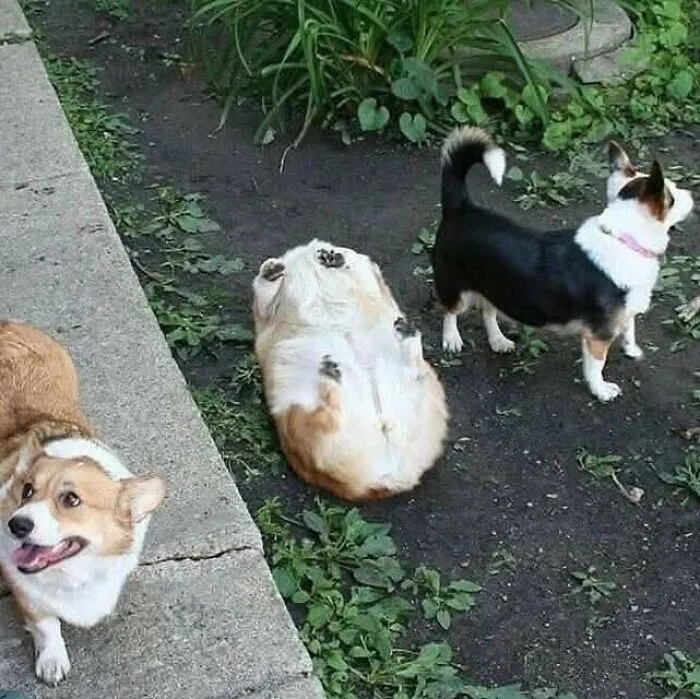 50 Hilarious Dog Moments Caught On Camera, As Shared By “Important Animal Images” (New Pics)