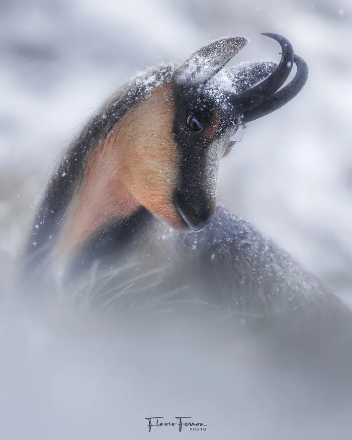 Mountain goat covered in snow captured in stunning nature photo showing respect for wildlife in its natural habitat.