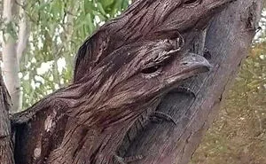 People Are Sharing The Most Unique, Strange And Unbelievable Animals That Actually Exist