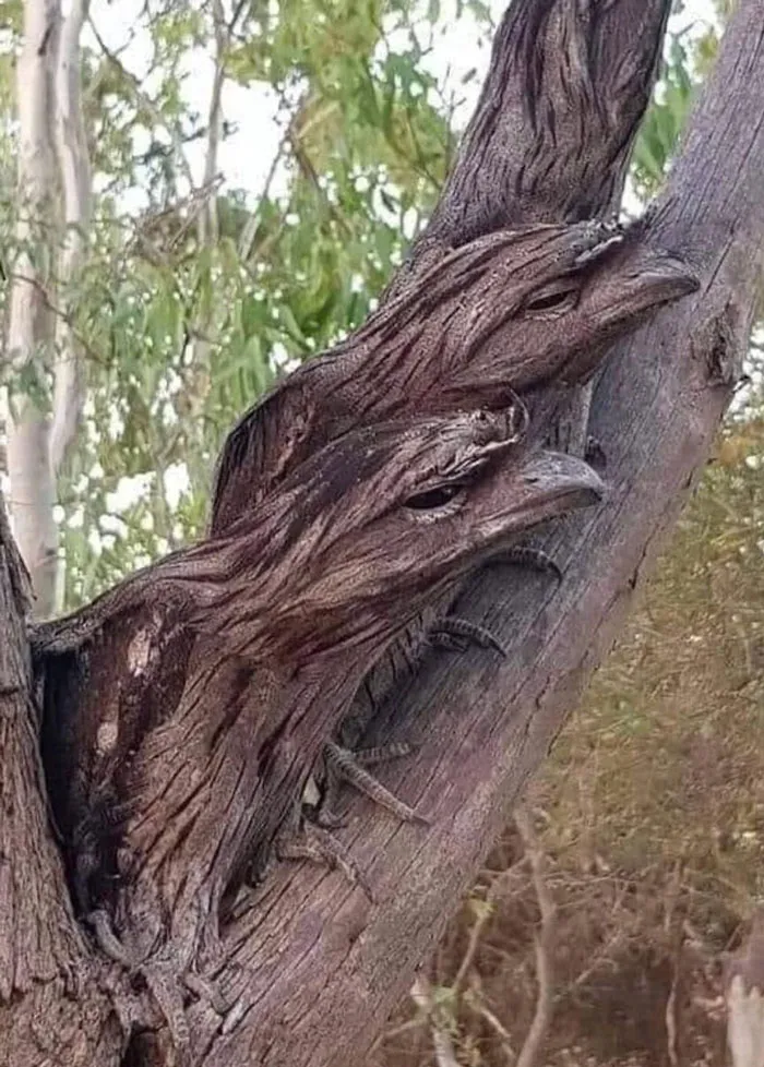 "Ghost Birds" - A Name For A Type Of Potoo (Family Nyctibiidae) That Is Found In The Amazon Basin